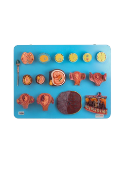 HUMAN FERTILIZATION AND EARLY EMBRYOGERY 